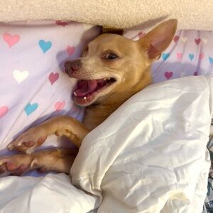 Free Pokemon Holo Givvy